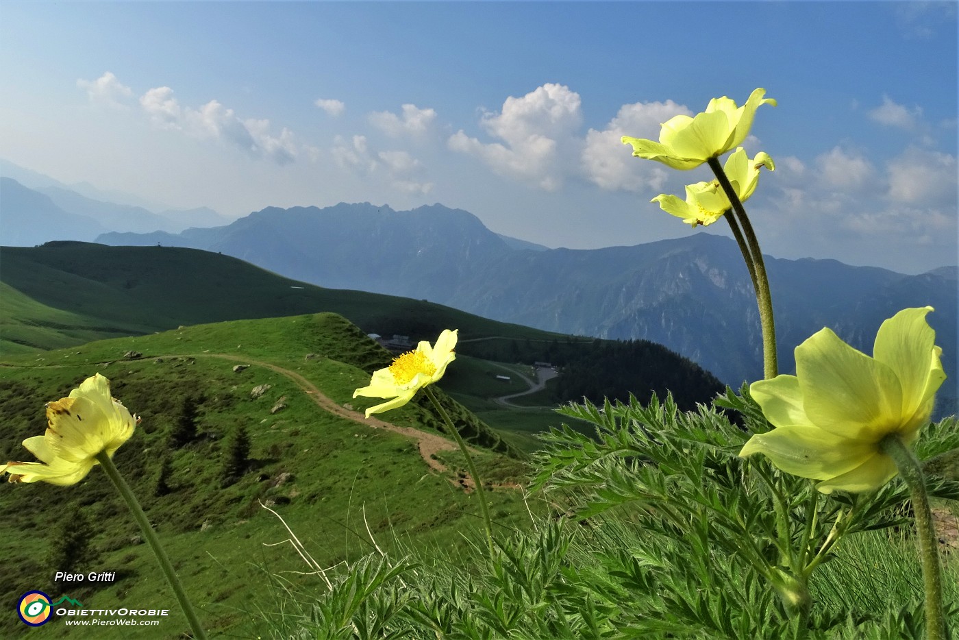 12 Pulsatilla alpina sulfurea con vista sui Piani dell'Avaro e  in Venturosa.JPG